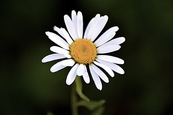 Close-up of a white daisy with yellow center on dark background