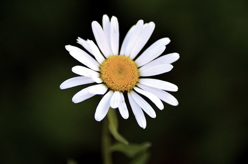 Close-up of a white daisy with yellow center on dark background
