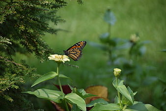 Monarch Butterfly on White Zinnia Flower in Garden