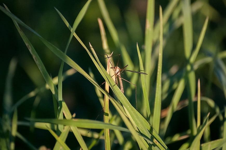 Close-up of crane fly resting on green grass blade