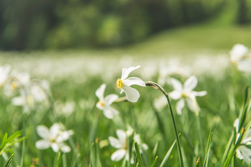 White Narcissus Flower Blooming in Green Grass Field