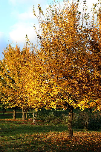 Golden Autumn Trees with Yellow Leaves in a Park