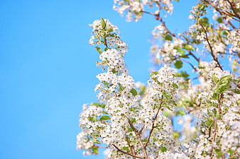 White Blossoms on Branch Against Blue Sky