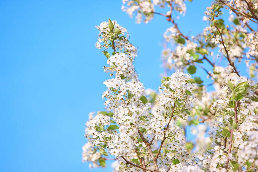 White Blossoms on Branch Against Blue Sky