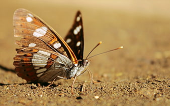 Close-up of a Brown Butterfly on Sandy Ground