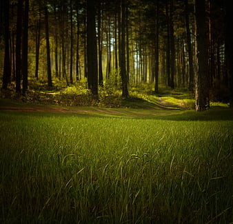 Sunlit Forest Path Through Green Meadow