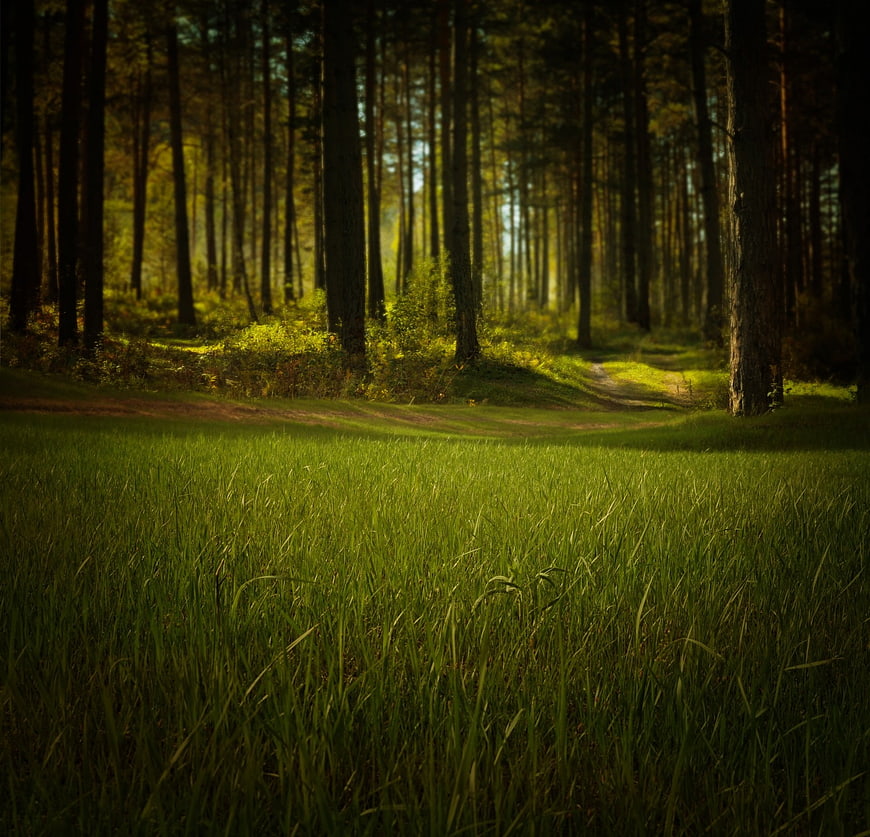 Sunlit Forest Path Through Green Meadow