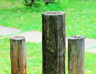 Weathered Wooden Fence Posts in Green Grass
