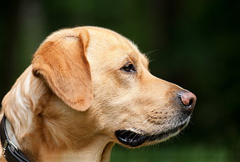 Close-up profile portrait of a yellow Labrador Retriever dog