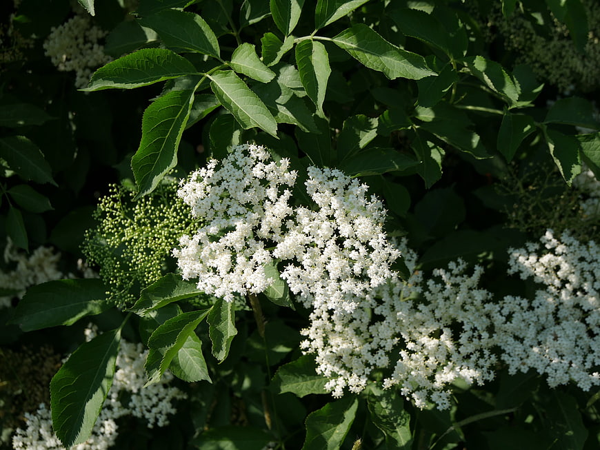 Close-up of white elderberry flowers blooming in summer sunlight