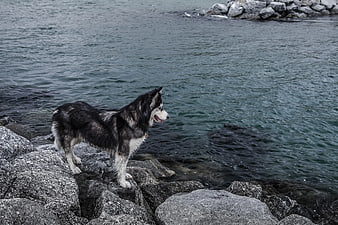 Siberian Husky Standing on Rocky Shoreline