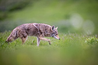 Coyote Walking Through Green Grass Field