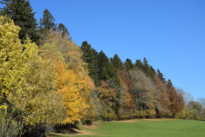 Autumn forest landscape with yellow and orange trees