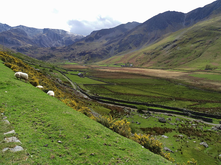 Sheep grazing on green hillside overlooking rural valley