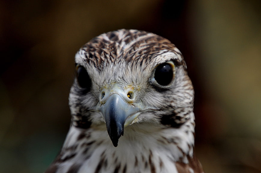 Close-up portrait of a hawk head with intense eyes