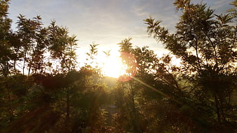 Sunlight shining through green forest trees at sunset