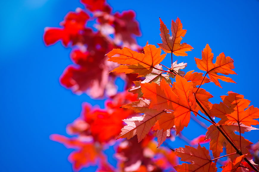 Vibrant Red Maple Leaves Against Blue Sky