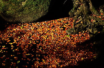 Sunlit autumn leaves on forest floor with mossy rocks