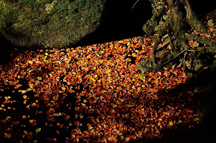 Sunlit autumn leaves on forest floor with mossy rocks