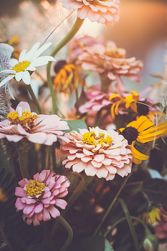 Soft Focus Pink and Yellow Zinnia Flower Bouquet