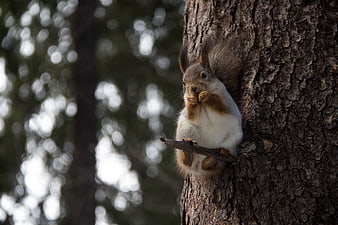 Red Squirrel Eating Nut On Pine Tree Trunk In Forest