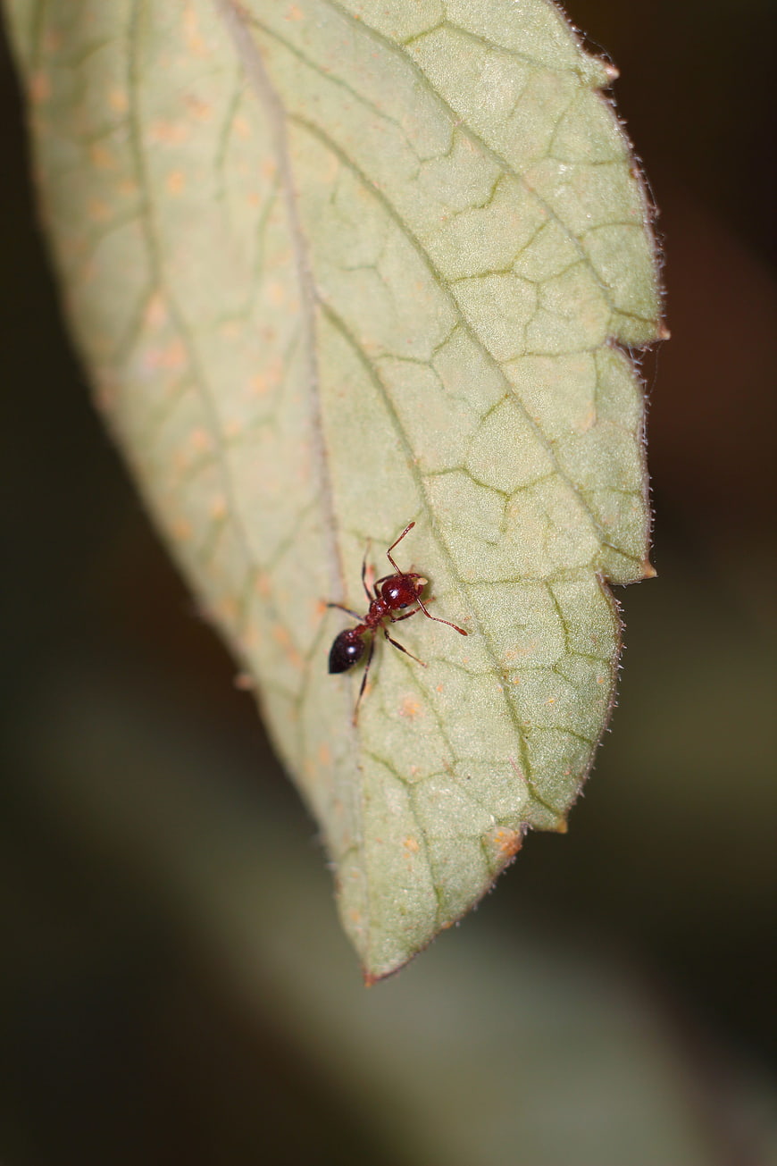 Close-up of a Red Ant on a Green Leaf