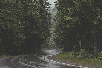 Winding Wet Road Through Misty Pine Forest