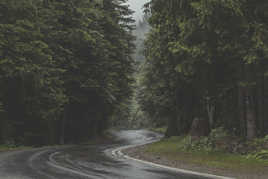 Winding Wet Road Through Misty Pine Forest