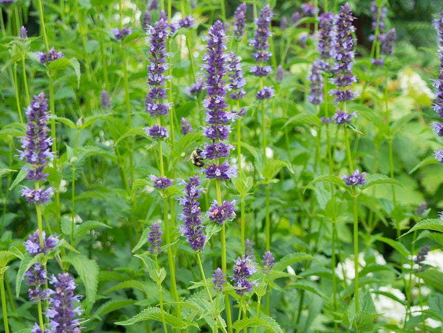 Bumblebee Pollinating Purple Agastache Flowers in Garden