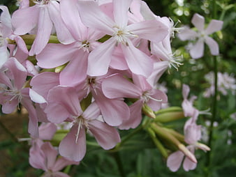 Close-up of delicate pink soapwort flowers in a garden