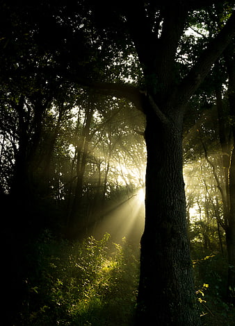 Sunbeams streaming through dense forest trees