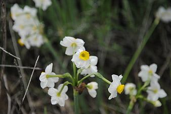 White Narcissus Flowers with Yellow Centers in Natural Setting