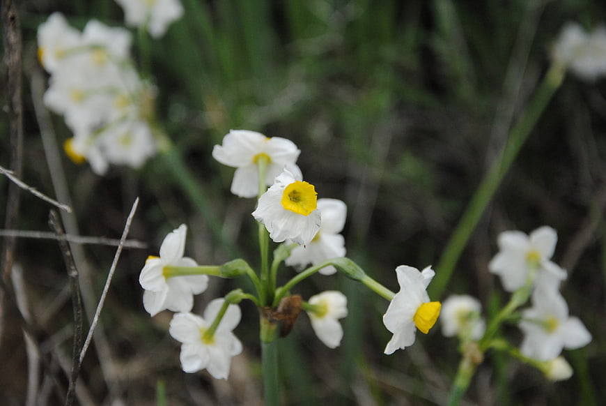 White Narcissus Flowers with Yellow Centers in Natural Setting