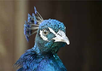Close-up portrait of a vibrant blue peacock head