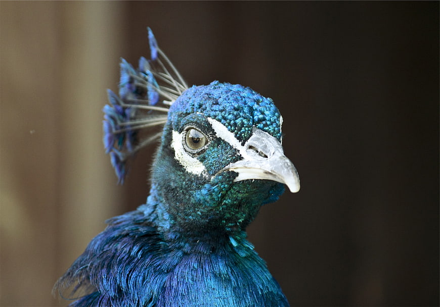 Close-up portrait of a vibrant blue peacock head