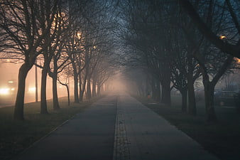 Foggy tree-lined path at dawn with streetlights