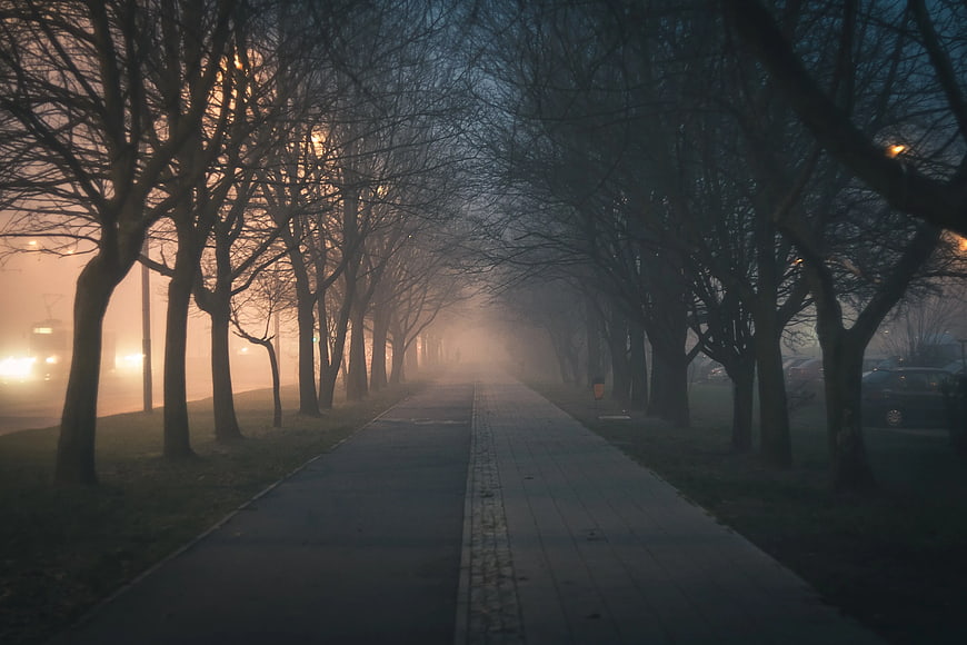 Foggy tree-lined path at dawn with streetlights
