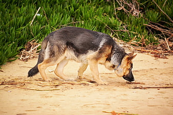 German Shepherd Sniffing Sand on Beach Path