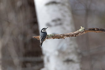 White-breasted Nuthatch Perched on Birch Branch