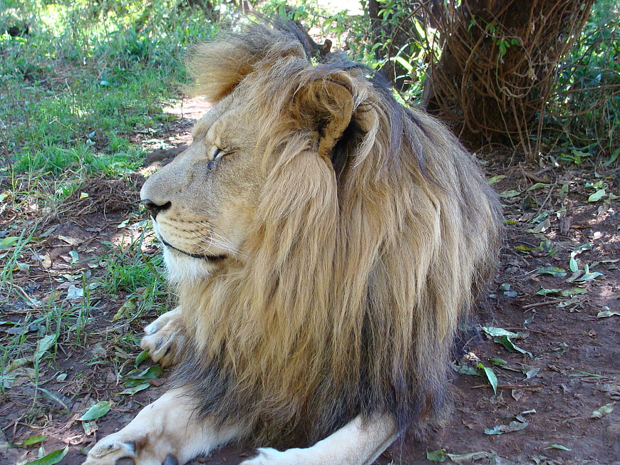 Majestic male lion resting in natural shade
