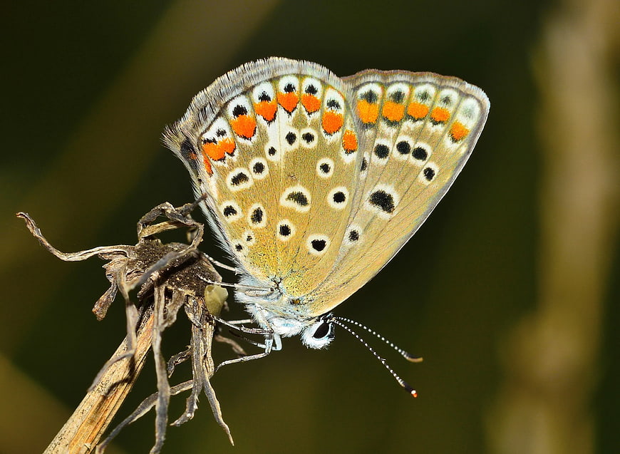 Eastern Tailed-blue Butterfly on Dried Plant Stem