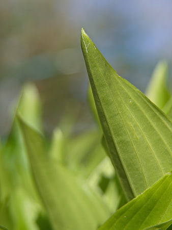 Close-up of vibrant green leaf with detailed texture