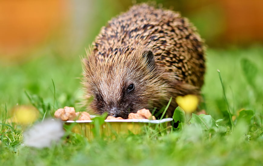 Cute Hedgehog Eating Food From A Small Dish In Green Grass