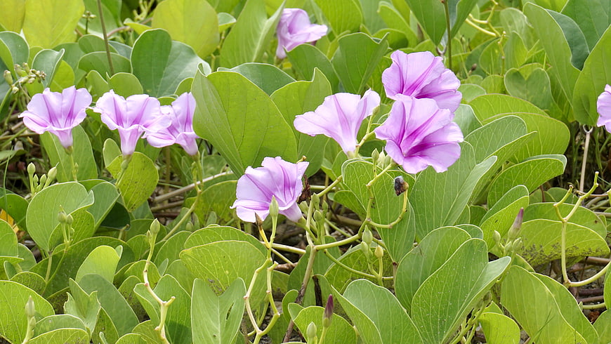 Purple Beach Morning Glory Flowers in Green Foliage