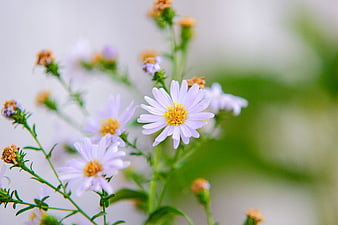 Close-up of delicate purple aster flowers with yellow centers