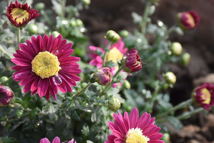 Vibrant Pink Chrysanthemums with Water Droplets in Garden