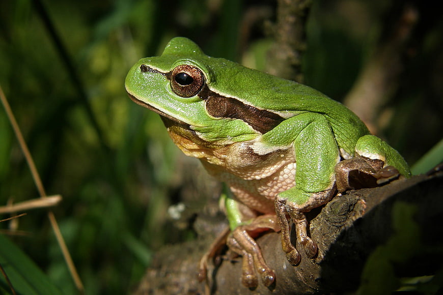Close-up of a Green Tree Frog on a Branch