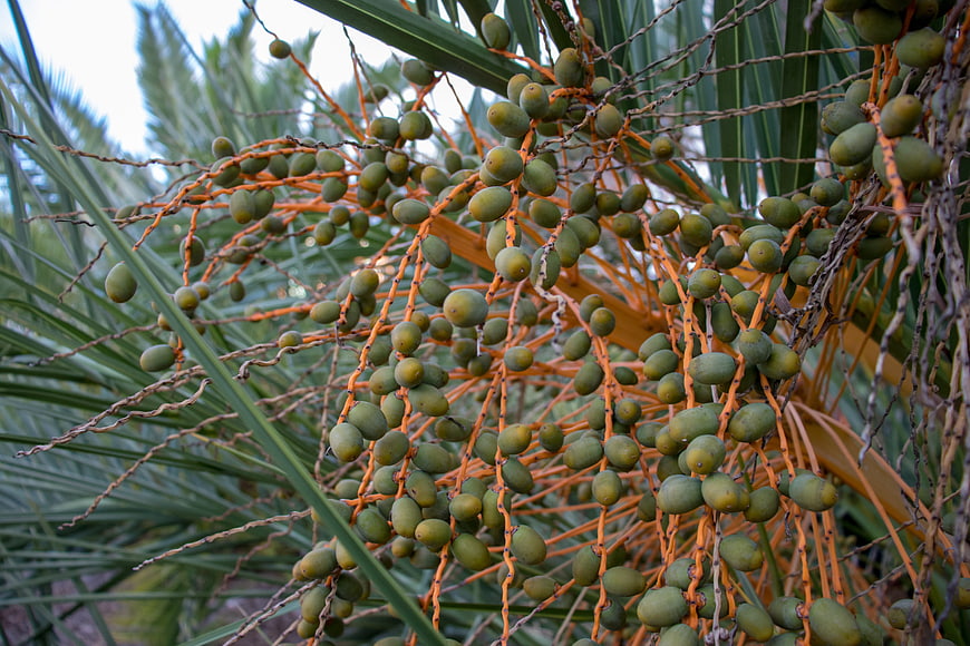 Close-up of green date palm fruits hanging on orange stems