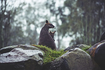 Kangaroo and Joey Standing on Mossy Rocks in Rain