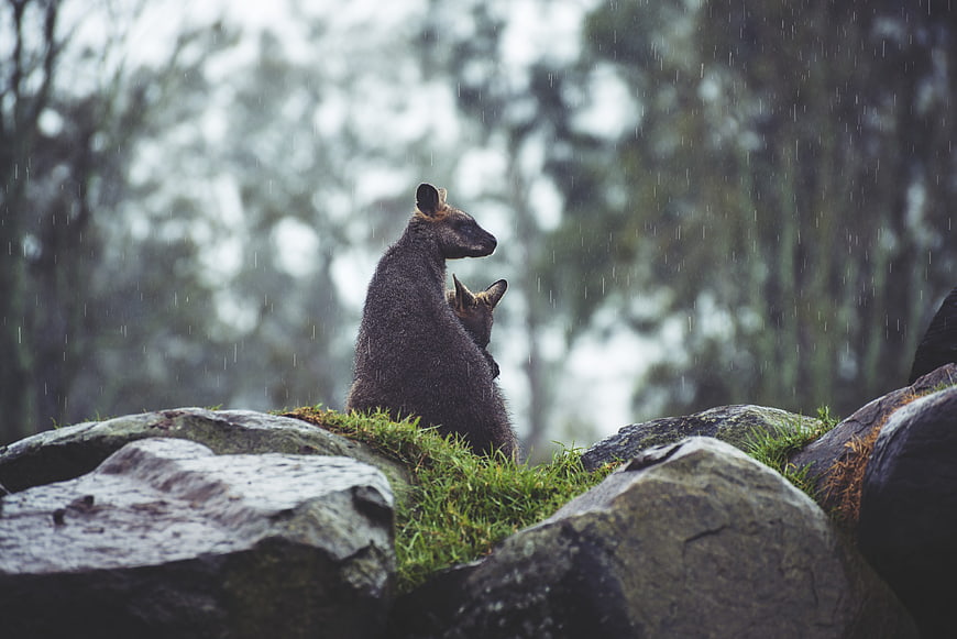Kangaroo and Joey Standing on Mossy Rocks in Rain